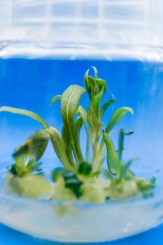 Growing plants tissue callus culture in vitro. Biology science for plant regeneration. In vitro micropropagation technology under controlled asptic condition in nutrient medium, laboratory room.