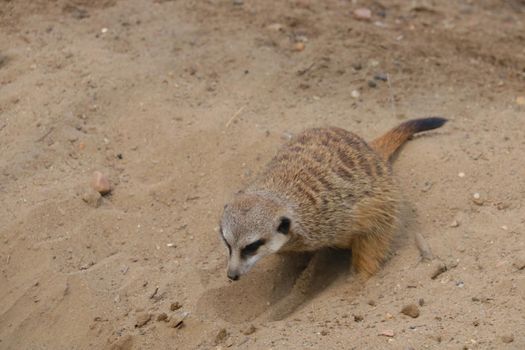 Close-up of a meerkat digging in the sand
