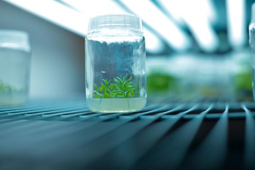 In vitro culture of lavenders, biology science for plant regeneration. Regulators, culture media, and types of lights in vitro propagation for the lavender plant. Grown medium for plant species. Research science concept.