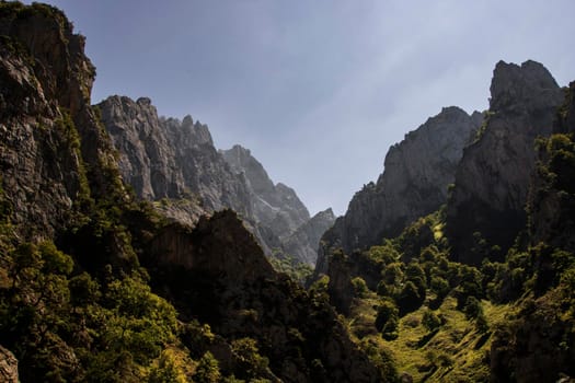 Landscape showing some rocky mountains and a forest in Cares canyon under a blue sky in Picos de Europa in Spain