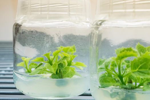 Growing plants tissue culture in vitro. Biology science for plant regeneration. In vitro micropropagation technology under controlled asptic condition in nutrient medium, laboratory room.