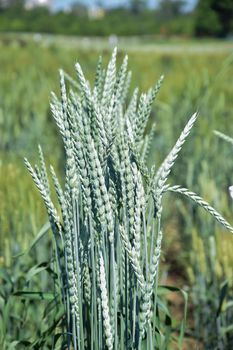 Green grain ears in the field. Crop science research. Agricultural cereal resources. Smart farm, organic farm.