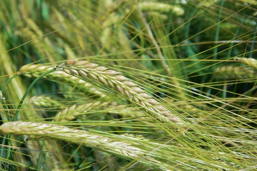 Green agricultural field. Barley green field. Sunny green crop. Crop plants swinging in summer breeze. Agriculture harvest grove. Agricultural growth and farming concept.