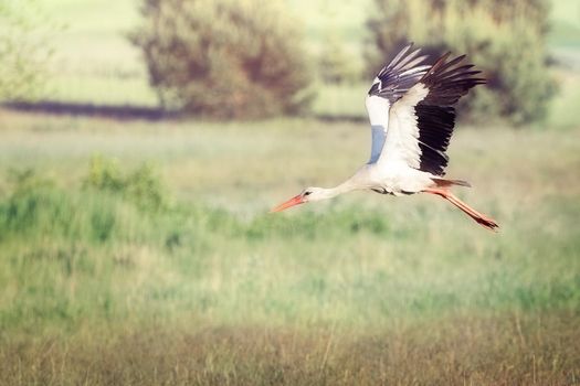 A white Lithuanian stork rising in flight over the green fields of Lithuania