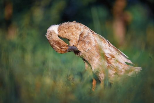 Brown duck in a green meadow scratches its feathers on its chest. Free range poultry, green foliage background.