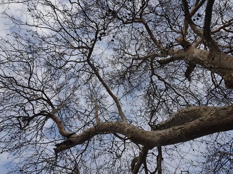 a bottom-up view of a willow tree bare, without leaves. Autumn shot when the leaves fall from the trees