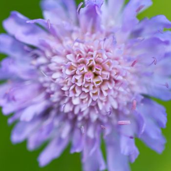 Close up purple, blue wildlife flower Knautia arvensis.