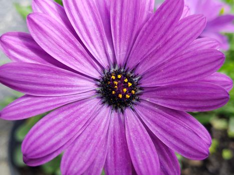 Serenity Purple osteospermum  Flower closeup. Spring flower. Flower Background