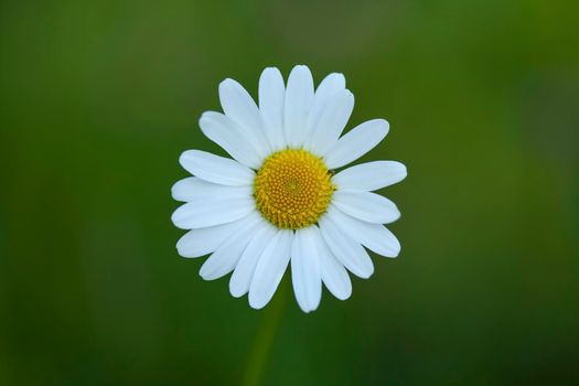 Close up, top view of wildlife flower daisy, Bellis perennis