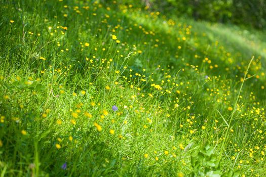 wildflowers and wild native herbs on a green meadow. Meadow in bloom