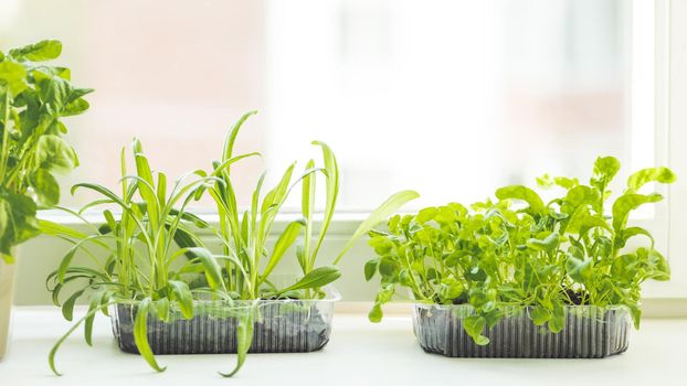 Home gardening. Seedlings of basil and rocket in flower pot on windowsill. Room plants. Reuse of plastic containers for food. Zero waste concept with copy space.