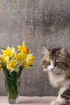 beautiful long-haired cat with a white chest, big green eyes and a pink nose. looks at the camera. posing. place for text