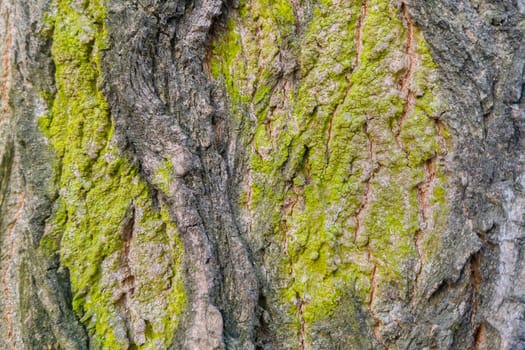 Gray green bark trunk of an old tree, background, texture