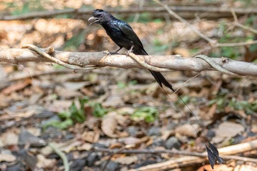 Image of Greater Racquet-tailed Drongo ( Dicrurus paradiseus) on the tree branch on nature background. Bird. Animals.