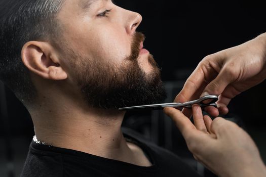 Haircut beard with scissors for a gentleman in a trendy barbershop. Professional hairdresser