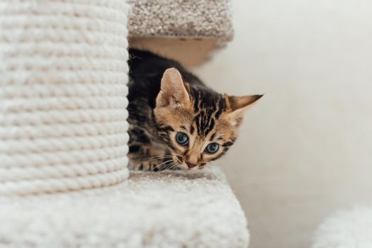 Young marble one month old bengal kitten sitting on a soft cat's shelf of a cat's house indoors.