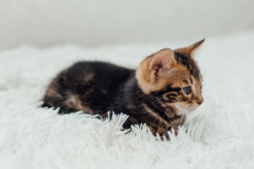 Cute marble bengal one month old kitten on the white fury blanket close-up.