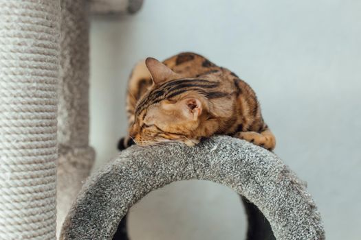 Young cute bengal cat laying on a soft cat's shelf of a cat's house indoors.