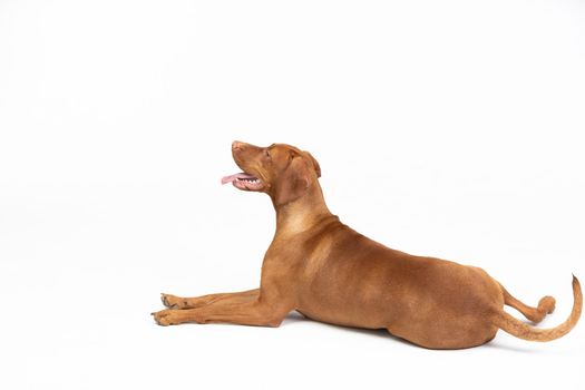 Female dog isolated from background. Female dog lies with open muzzle isolated from background. Hungarian shorthaired gelding - hunting dog.