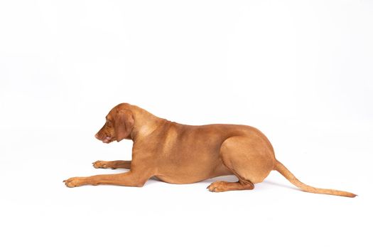 Female dog lies down and licks herself. Hungarian Shorthaired Pointers - a hunting dog. Subject isolated from the background.