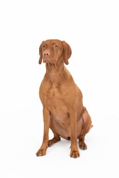 Female dog sat down at the command given. The Hungarian Shorthaired Pointer is a breed used in hunting. Subject isolated from white background.