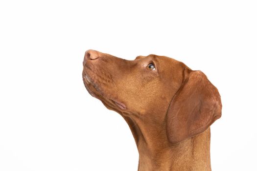 The dog looks up. Hungarian shorthaired gelding ideal hunting animal for hunters. Close-up view of the very head of a purebred female dog.