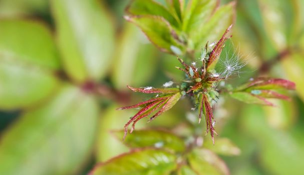 Green and pink aphids on roses. Pests damage the plant and spread disease