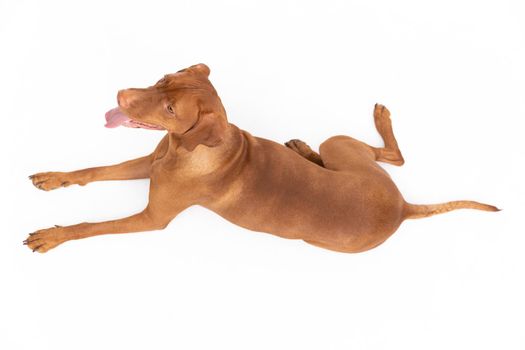 Hungarian Shorthaired Pointed Dog - hunting dog. Female dog lies with open muzzle isolated from background.