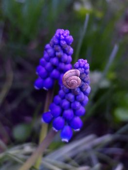 Grape snail on armenian muscari flowers close up.
