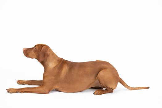 Female dog lies isolated from white background with closed muzzle. Hungarian Shorthaired Pointed Dog - hunting dog.