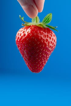 Strawberry close-up in hands on blue background. Macro photo of red berry.