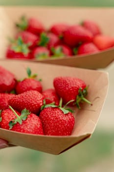 Strawberry in disposable eco plate in woman hands on green background