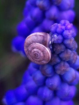 Grape snail on armenian muscari flowers close up.