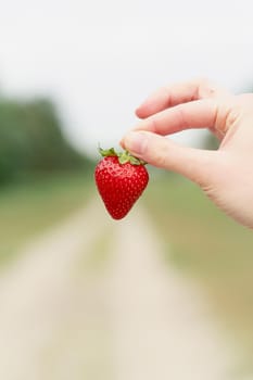 Holding strawberry in hand on green background. Seasonal red berry.