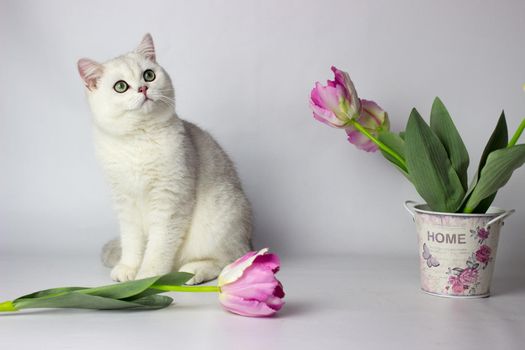 British shorthair cat on the white background. Beautiful white cat. Spring decor home.