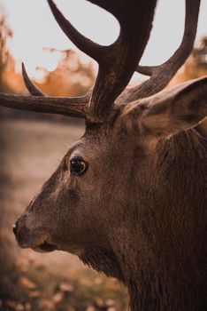 Deer with large branched horns. In the natural habitat. Gold autumn. Sunny day. Top view. Wild life. Natural background. Trophy. Hunting.