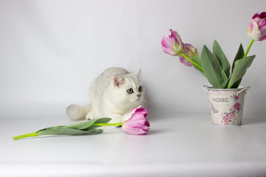 British shorthair cat on the white background. Beautiful white cat. Spring decor home.