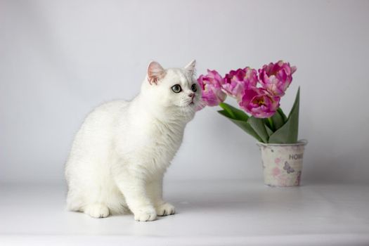 British shorthair cat on the white background. Beautiful white cat. Spring decor home.