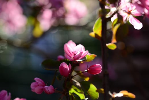 Pink flowering appletree as a close-up