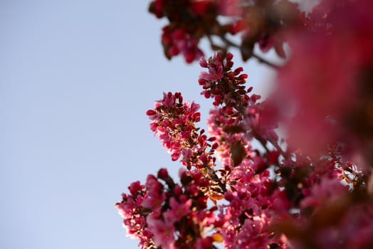 Pink flowering appletree as a close-up