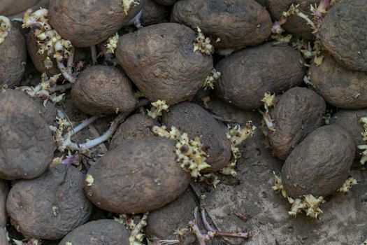 Sprouting seed potatoes ready for planting