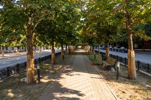 Russia, Chechnya, the Chechen Republic, the city of Grozny. A beautiful green alley with trees on the central avenue named Akhmat Kadyrov. A sunny day. High quality photo