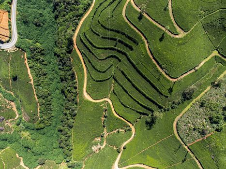Sri Lanka. Nuwara Eliya region. Alpine green tea plantations on the slopes of the mountains. Shooting from the air on a drone. Sunny day. View - vertically from above.