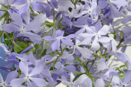 Mackro Blue phlox Flower Backdrop. Fine Art Floral Natural Textures. Portrait Photo Textures Digital Studio Background, Best for cute family photos, atmospheric newborn designs Photoshop Overlays