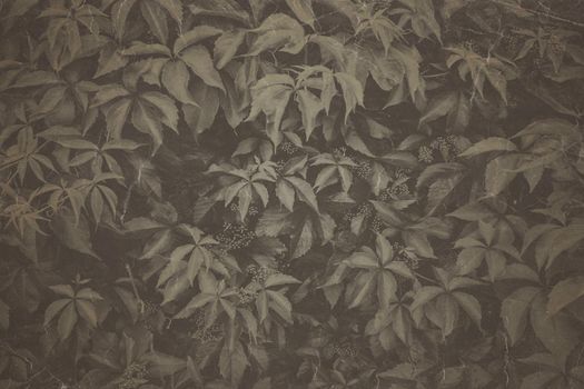 Fine art Vintage Plant texture. Grunge nature grass abstract background. Trendy overlay photographic backdrop with photo old retro filter for create cute family photo, atmospheric child portraits