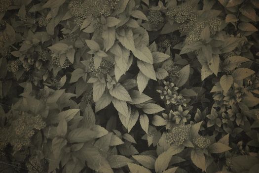 Fine art Vintage Plant texture. Grunge nature floral abstract background. Trendy overlay photographic backdrop with photo old retro filter for create cute family photo, atmospheric child portraits