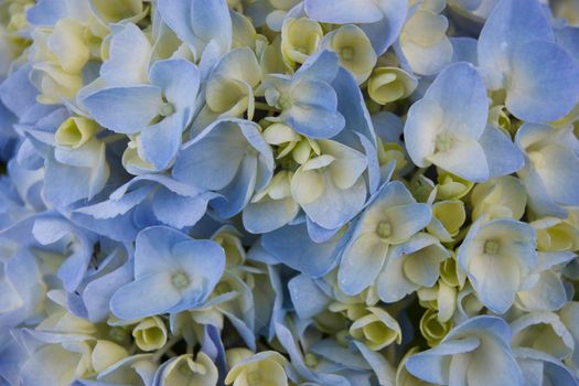 Mackro Blue hydrangea Flower Backdrop. Fine Art Natural Floral Photo Digital Studio Background for Portrait, Best for cute family photos, atmospheric newborn designs. Textures Overlays
