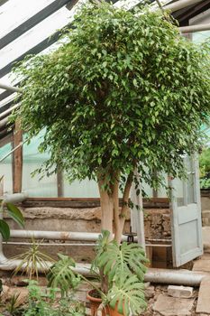 Greenhouse with a large variety of green plants. The concept of planting crops in spring. Pot with ficus Benjamin.