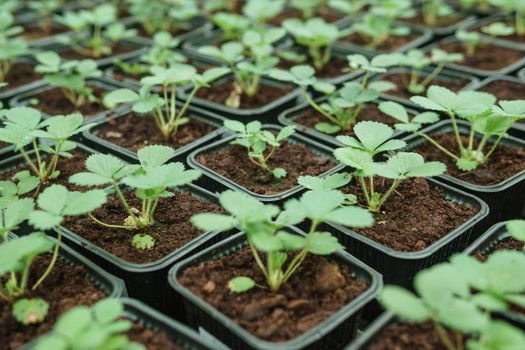 Greenhouse with a large variety of green plants. The concept of planting crops in spring. Pots with strawberry seedlings.
