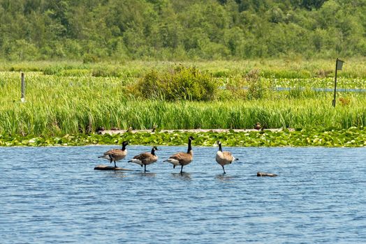 Four canadian geese in nature habitat reservation.